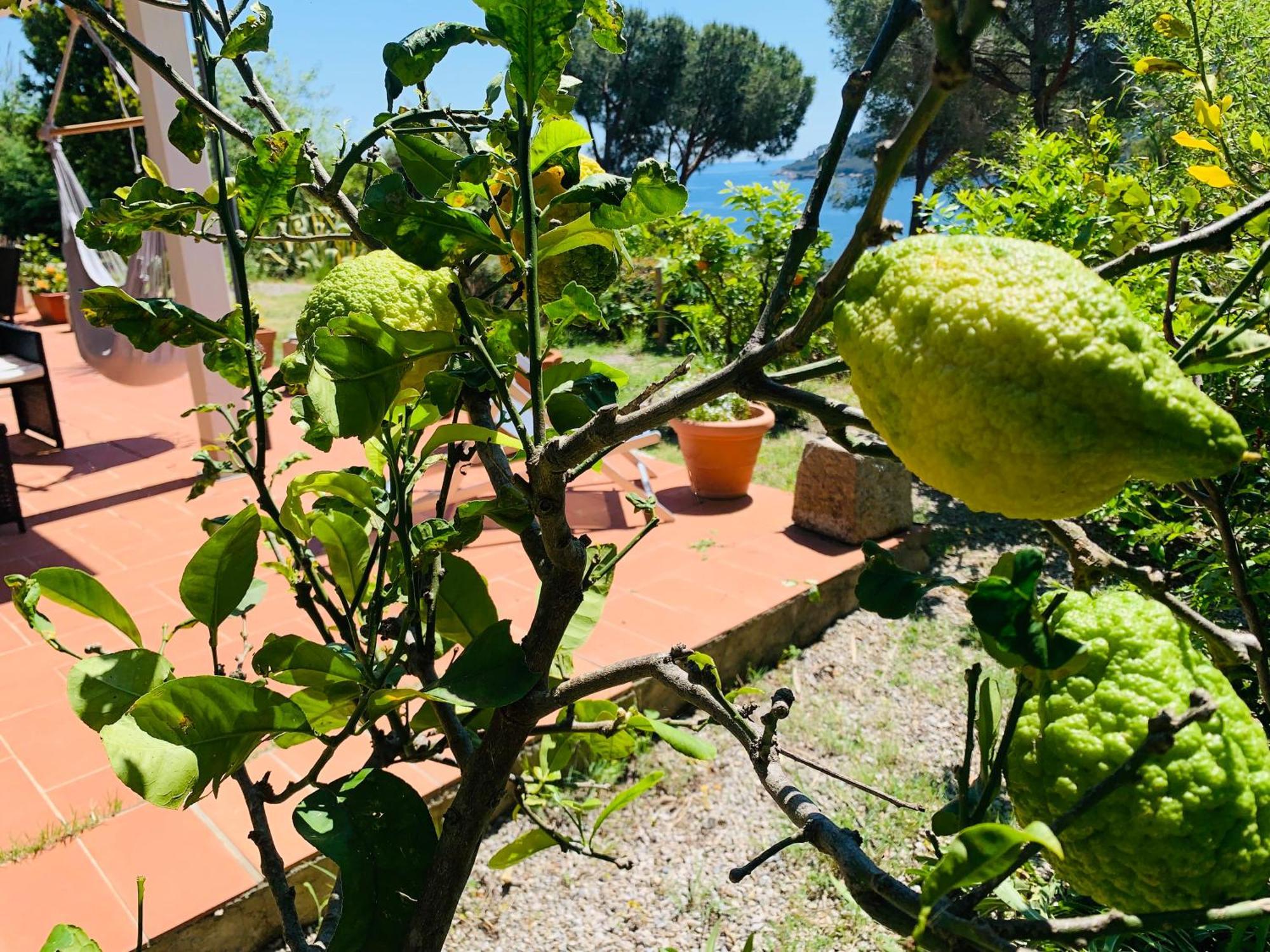 Case Dei Limoni Sul Mare Capoliveri  Eksteriør bilde